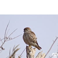 گونه ترمتای Merlin